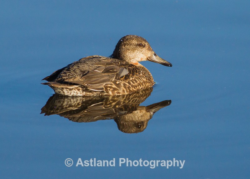 Astland Photography, Bird and Wildlife Images, Susan and Peter Wilson, U.K.