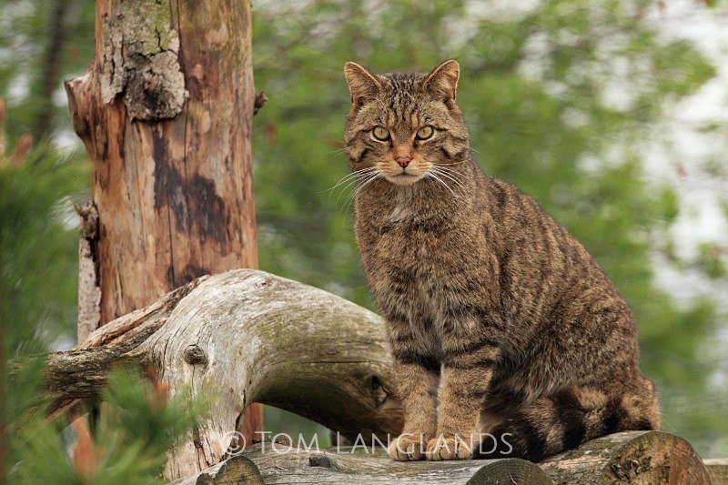 Scottish Wildcat - Scottish Wildcat