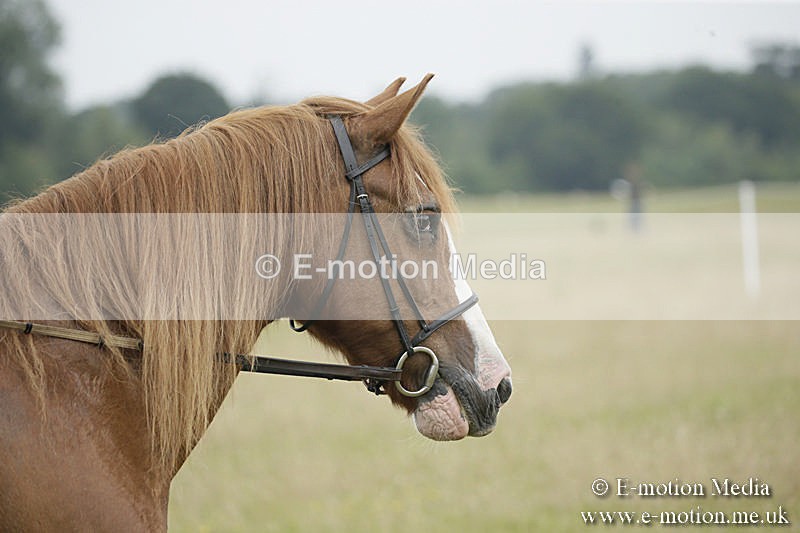 B230619-0312 - Bourne Valley Riding Club Summer Show 23/06/19