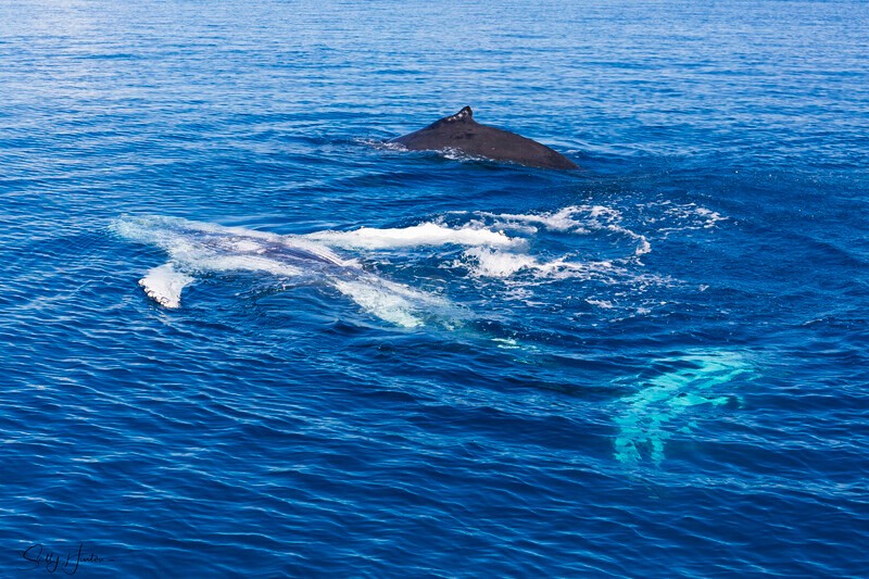 _16A2191 - 2024 Hervey Bay Whales
