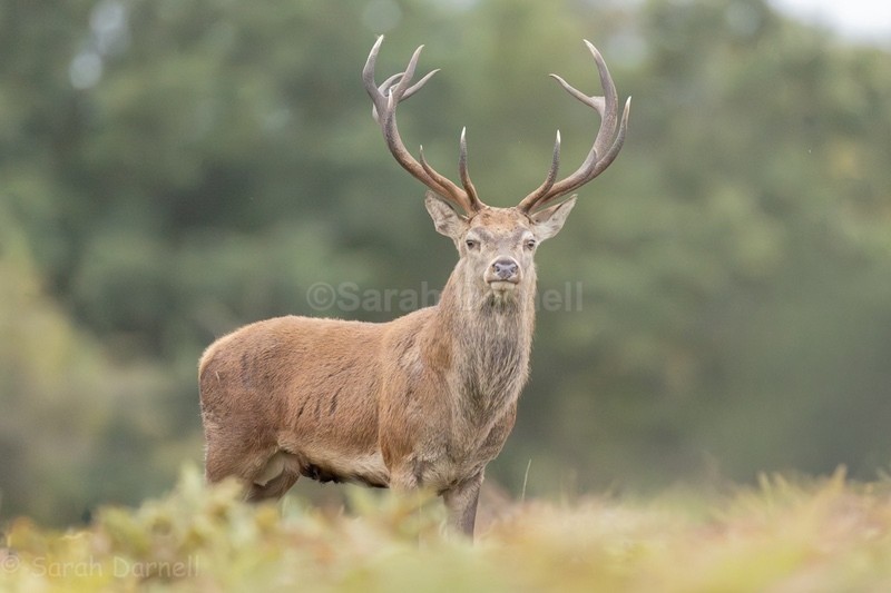  - Deer for Graham