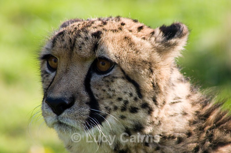  - Big Cats