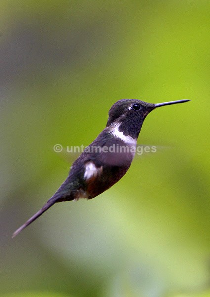 Purple-throated Woodstar - Galapágos