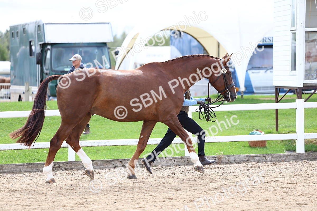 SBM_03919 - Class 25 - IH Foreign Breeds - Pure Bred