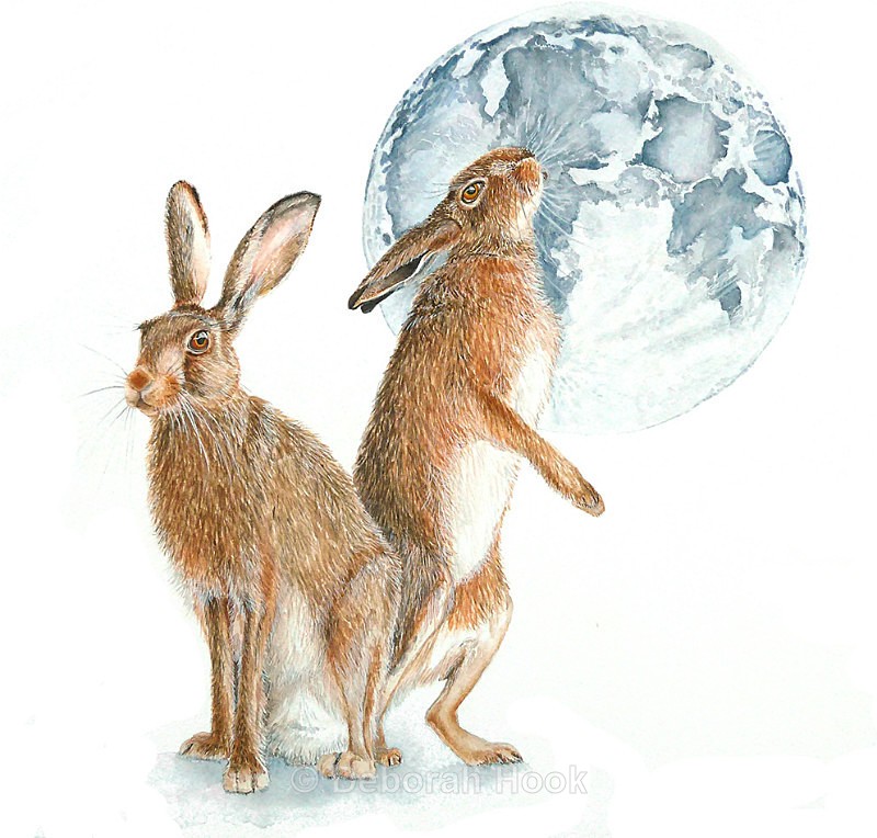 Artemis - British Wildlife