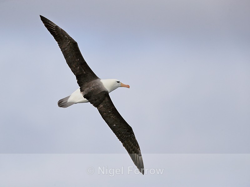 Black-browed Albatross in flight, Falklands - Black-browed Albatross