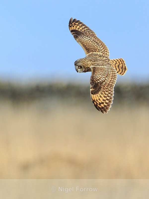 Short-eared Owl banking, Hawling, Gloucestershire - Short-eared Owl