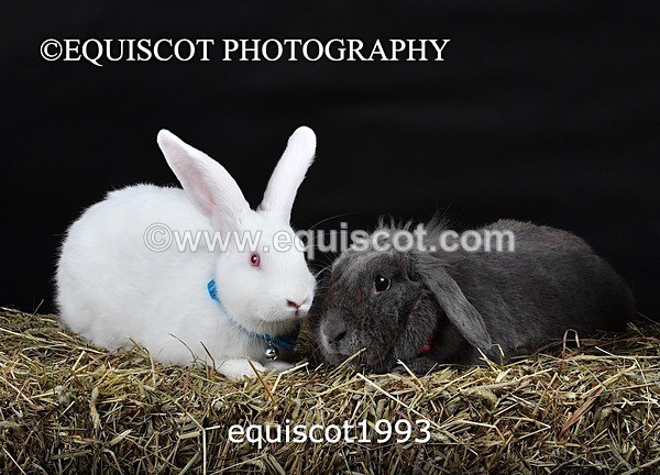 equiscot1993 - GIZMO & OSCAR
