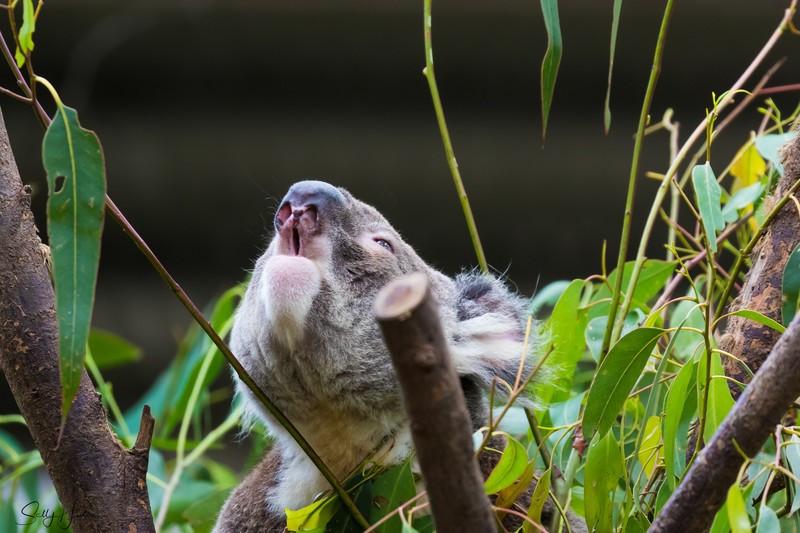 Koala Bear Roar