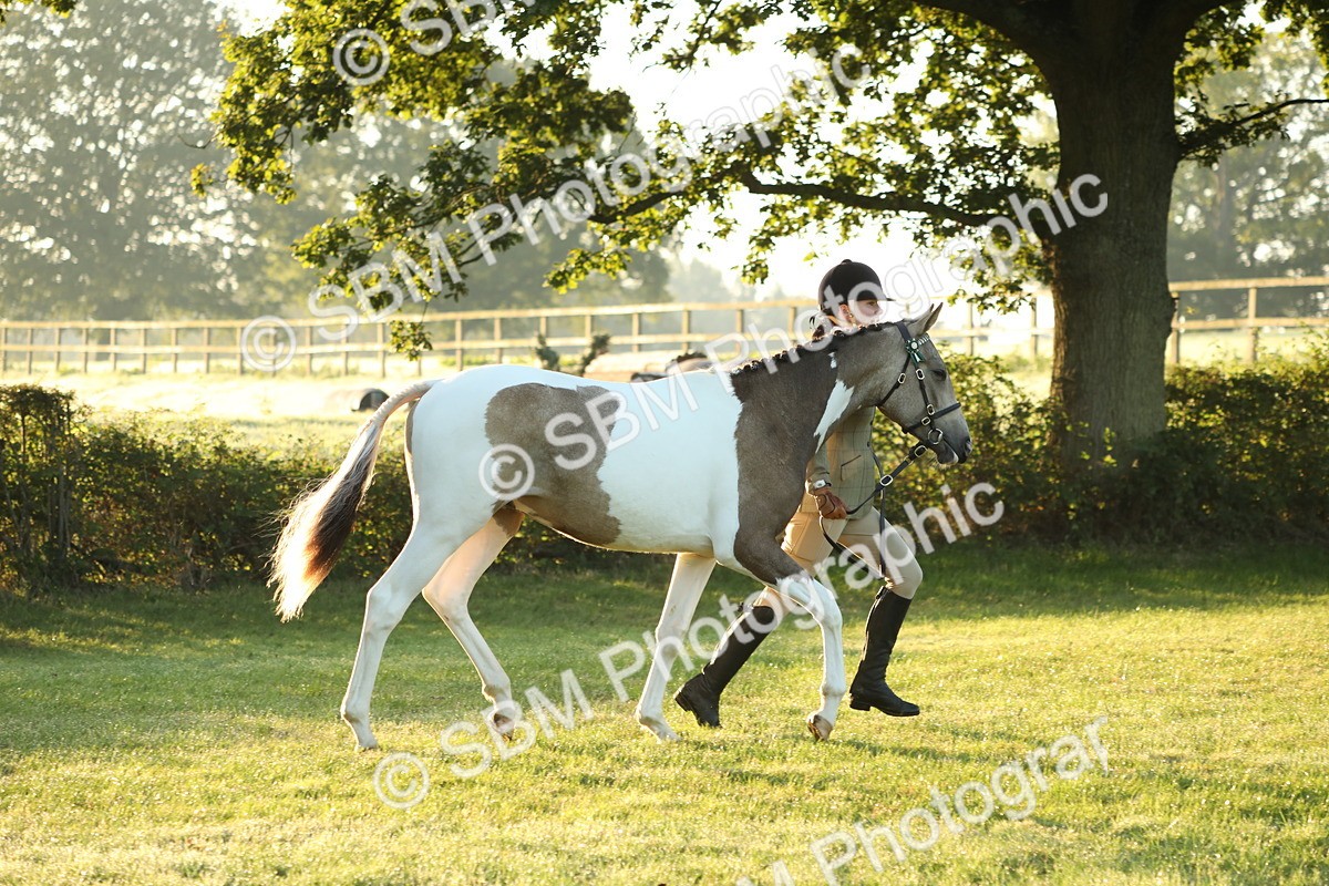 SBM_57795 - S42 - Youngstock