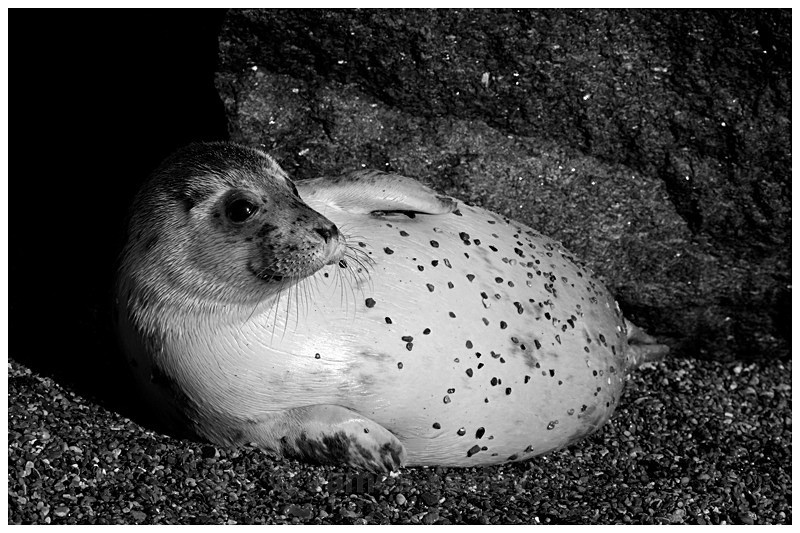 Pebble Dash Seal 2 - Nature in Black & White