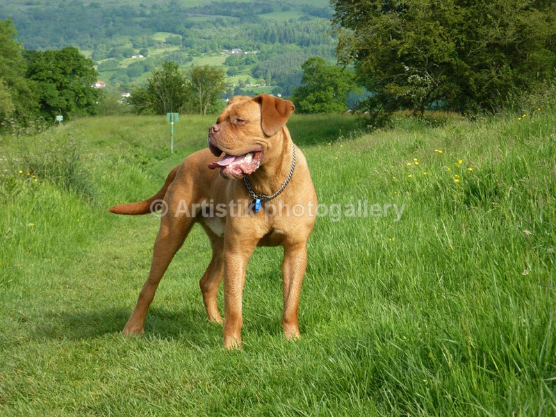 on a walk in June 2012 - Taz