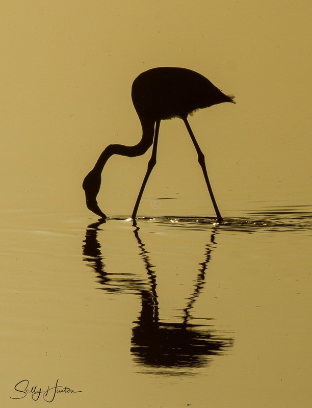 Flamingo at Sunset