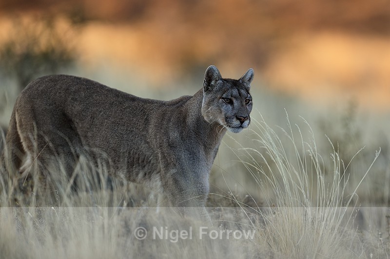 Female Puma Petaca side view, Torres del Paine, Chile - Puma