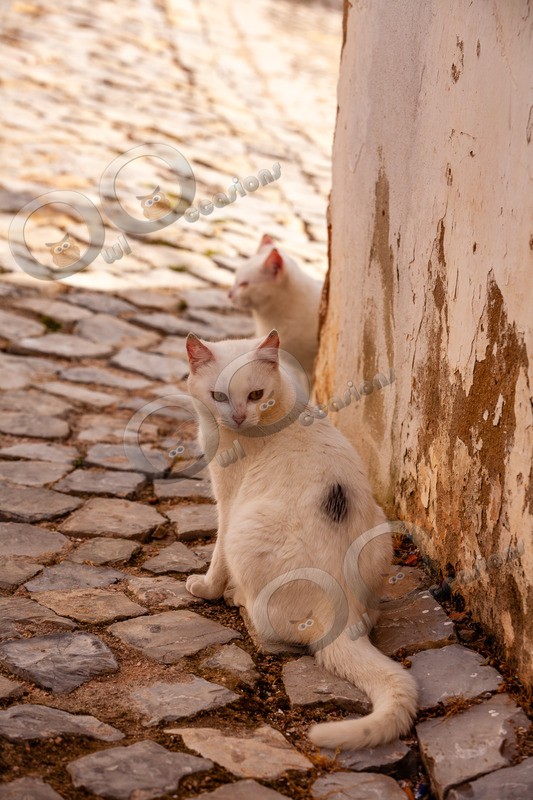 Cat domestic-1013 - Pet Photography