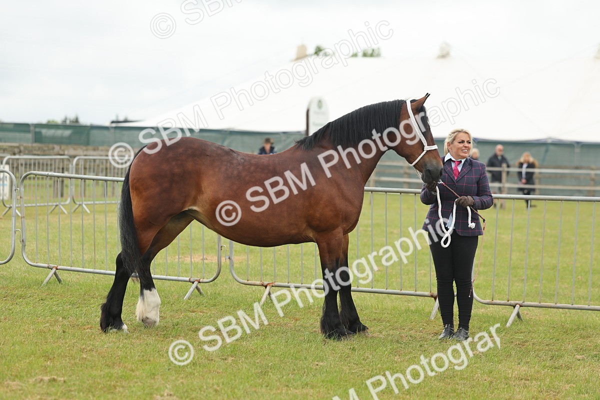 SBM_04897 - Class 50-57 - M&M Welsh Pony In Hand