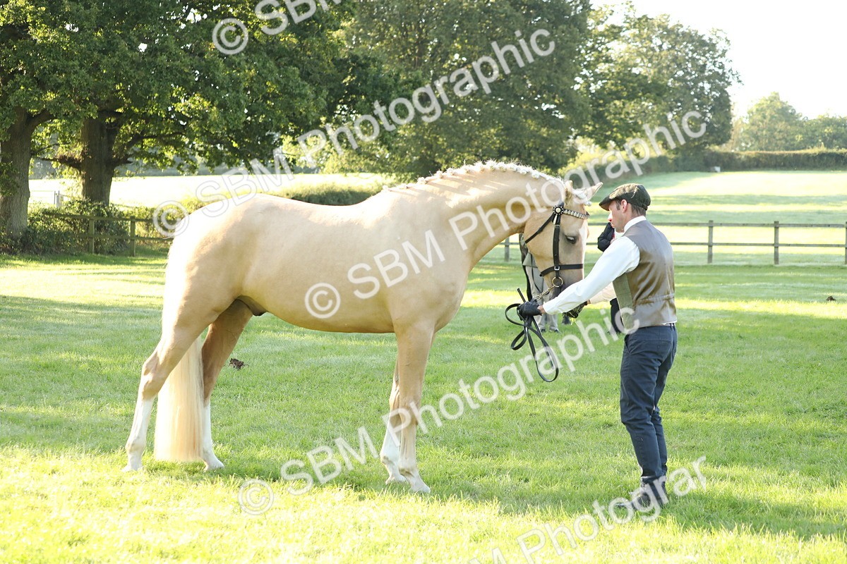 SBM_57949 - S42 - Youngstock