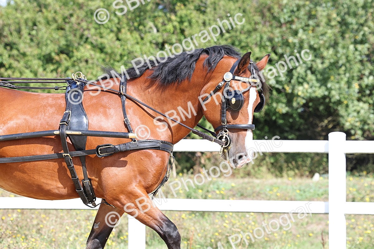 SBM_000872 - Class 8 - Novice Horse or Pony to any vehicle