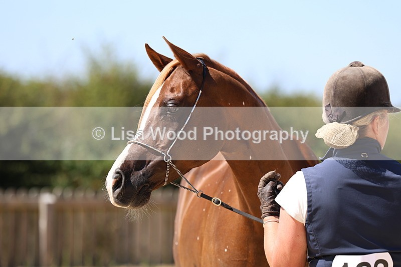 3E7A9928 - In Hand Championship