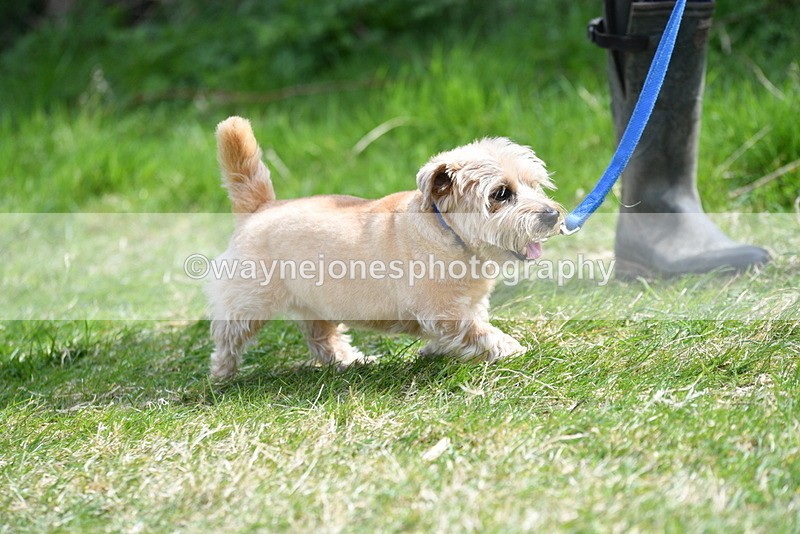 WJ5_0349 - Class 7 Best Terrier