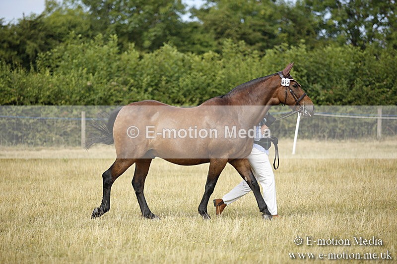 _C7A9374 - BVRC Sow 2018 Ring 2