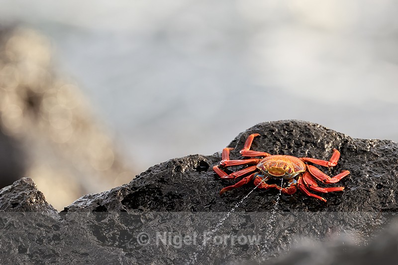 Sally Lightfoot Crab water jets, Isla Lobos, San Cristobal, Galapagos - Crabs