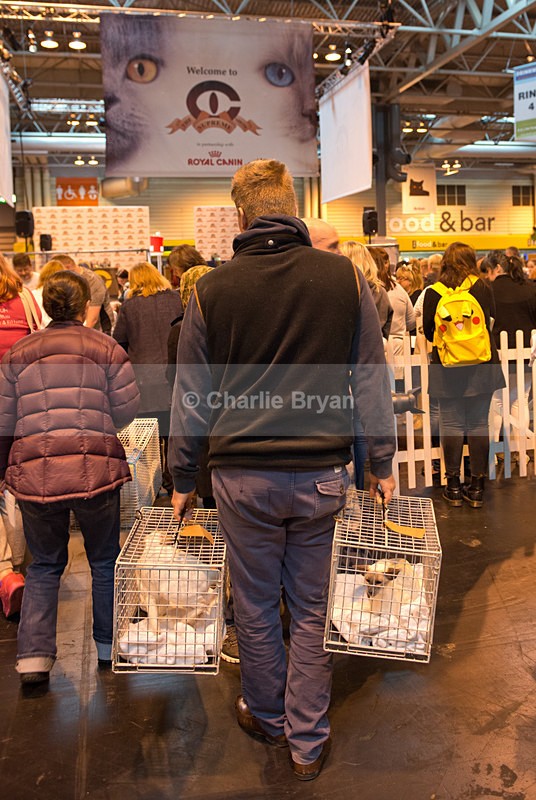  - 40th Supreme Cat Show NEC Birmingham