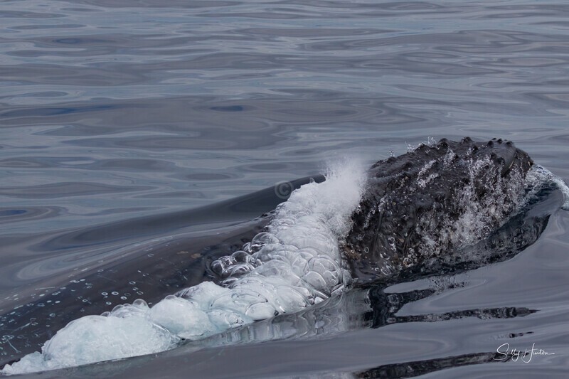 0A3A6248. Blowing Bubbles - 2023 Whale Photos