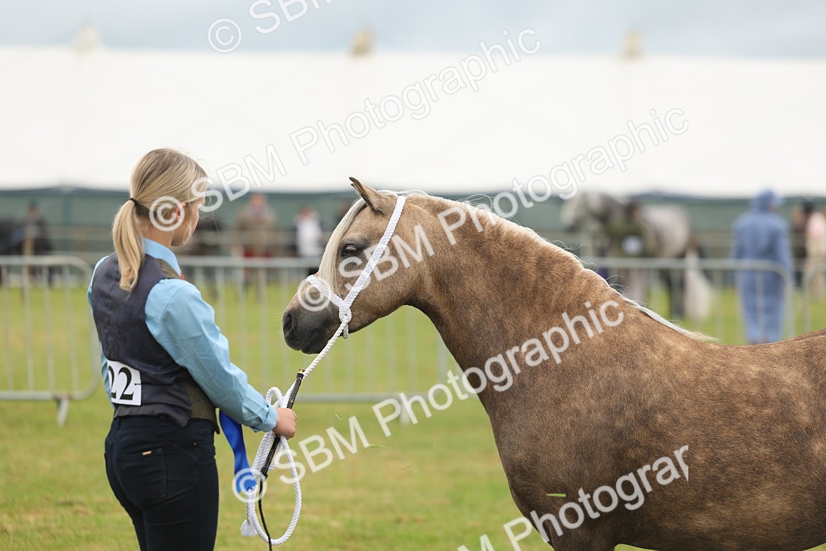 SBM_01644 - Class 50-57 - M&M Welsh Pony In Hand