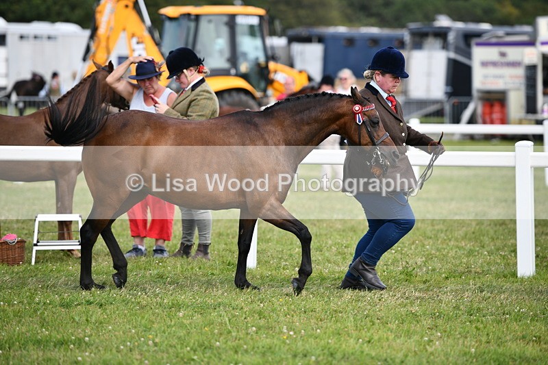 DSC_8436 - Class 69: Pure, Anglo & Part Bred In Hand Arab