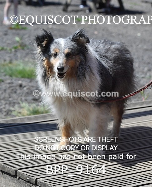 BPP_9164 - CLASS 5 60CM