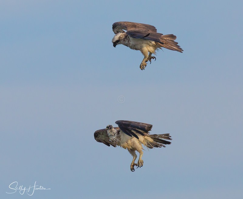 Osprey pair in flight 4
