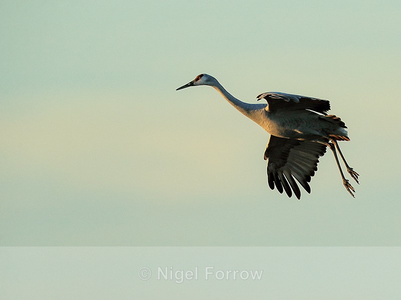 Sandhill Crane gliding at sunset, Bosque del Apache, New Mexico - Sandhill Crane
