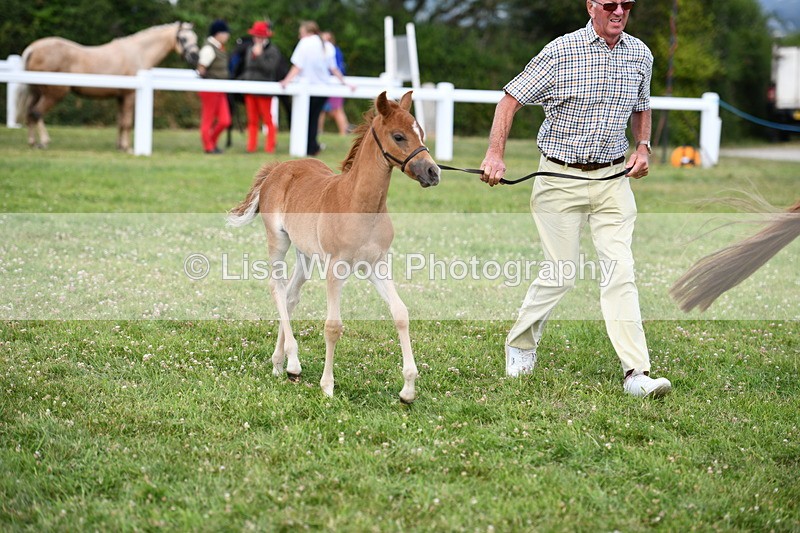 DSC_8508 - Class 69: Pure, Anglo & Part Bred In Hand Arab