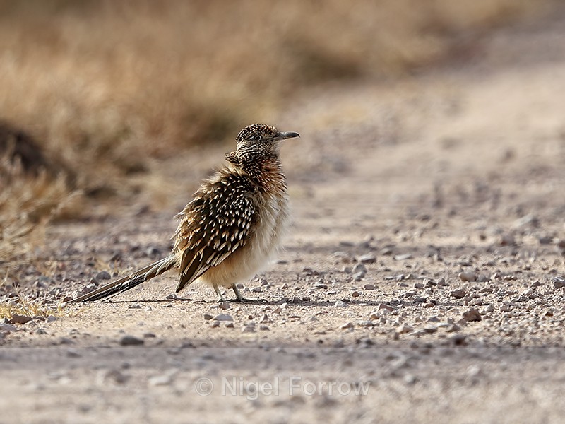 Greater Roadrunner sunbathing, Bosque del Apache, New Mexico - Greater Roadrunner