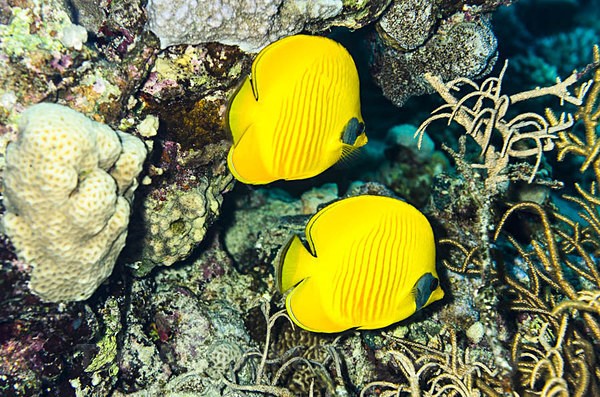 Masked Butterflyfish - Red sea Egypt