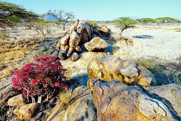 Desert Rose, Shaba National Reserve, Kenya