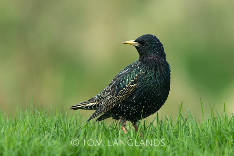 Starling - Starlings and Murmurations
