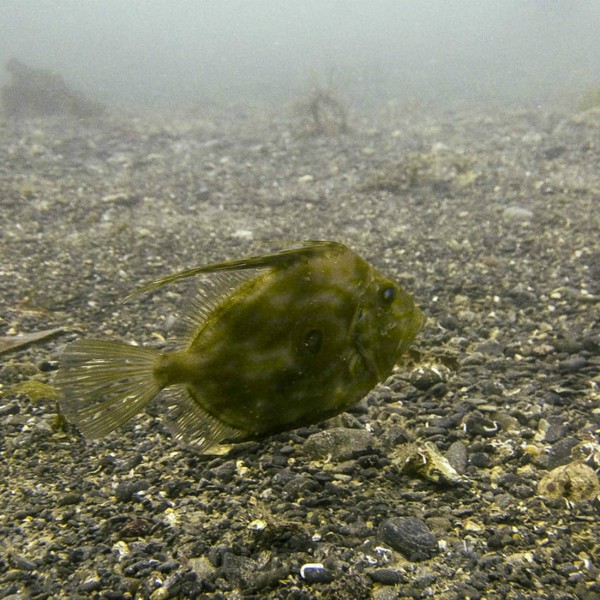 Jon Dory - Cornish Marine Life