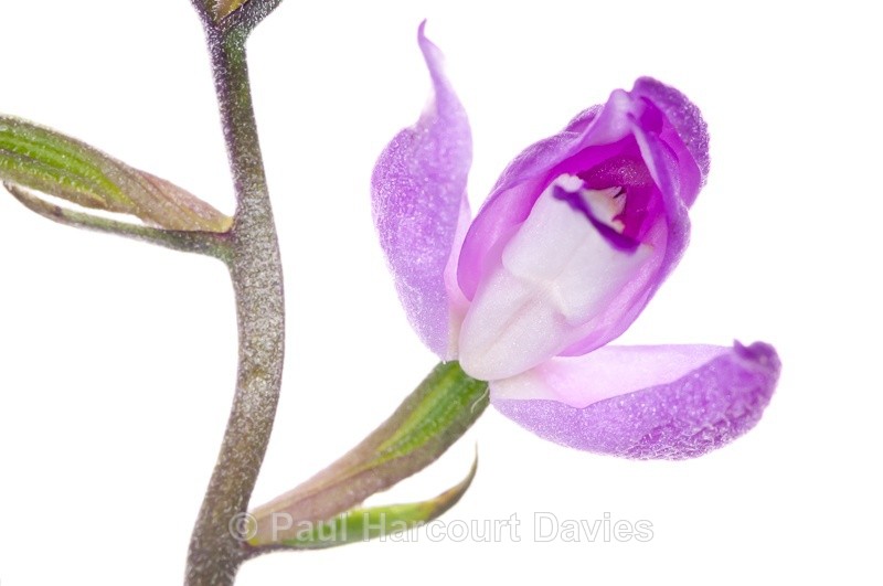 - WB: Orchids - Various
