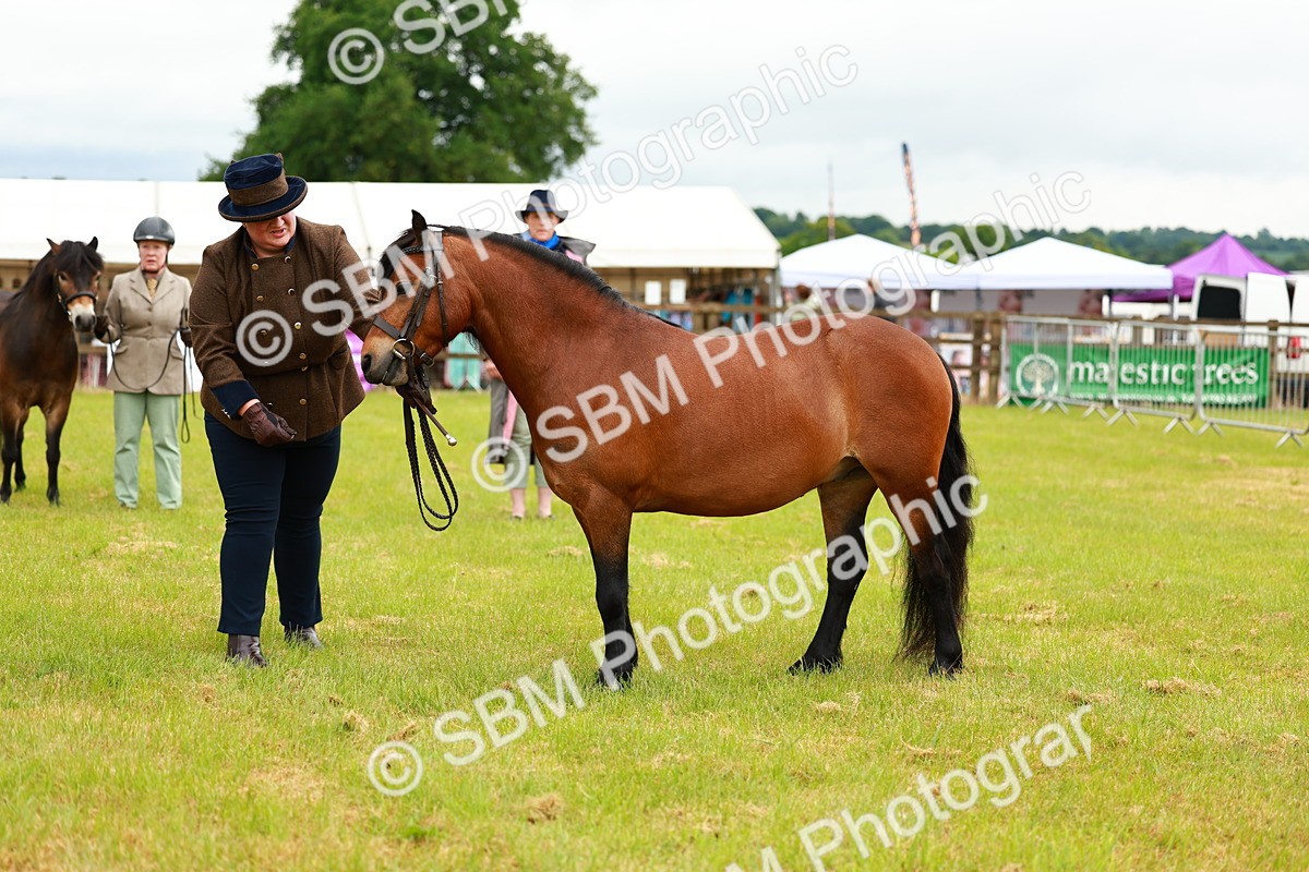 SBM_00268 - Class 58-67 - M&M Non Welsh Pony In hand