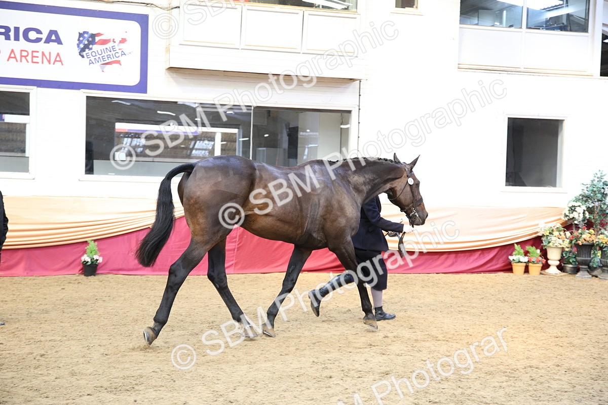 SBM_24764 - Class 906 - Supreme Final - Ridden Pre Vet