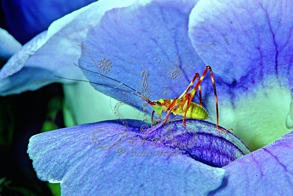 Immature Katydid - S. Calif., USA - ANIMALS