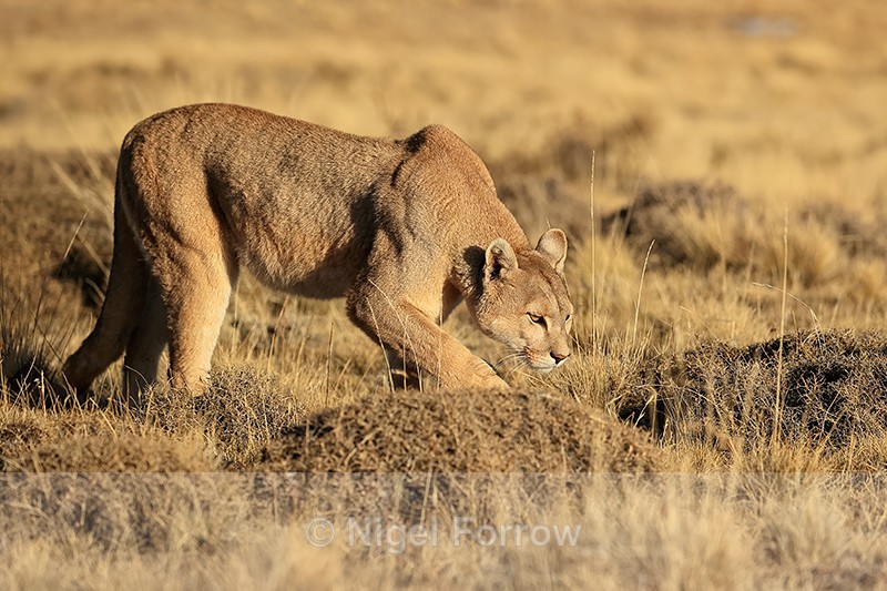 Female Puma creeps forward slowly, Torres del Paine, Chile - Puma
