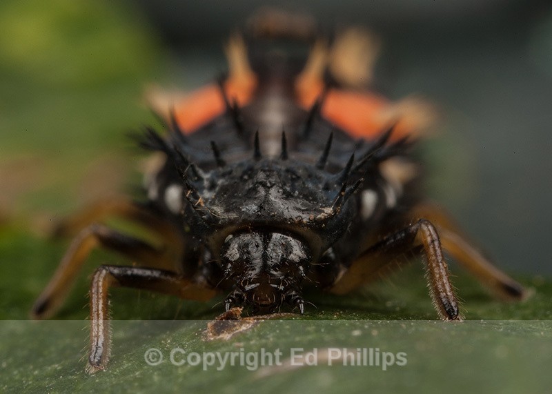 Harlequin Larva - Harmonia axyridis (Harlequin Ladybird)