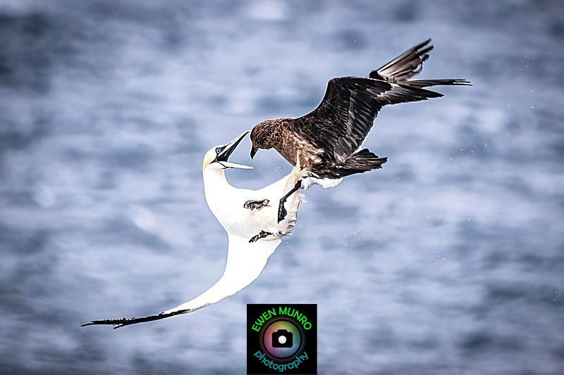 BBW-01-Gannet & Bonxie #1 - Water-based Birds