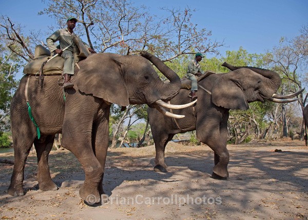 Elephant Encounter Zambia - African Safari Tour 09 Zambia, Botswana,Namibia & South Africa