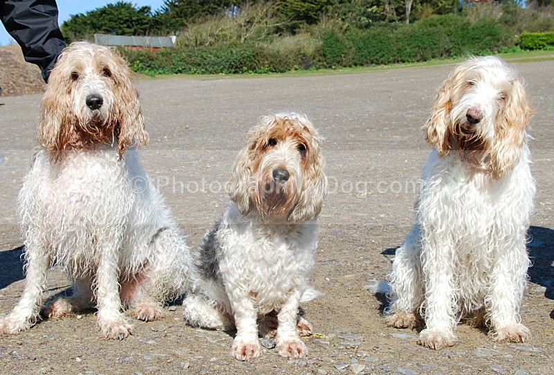  - Grand Basset Griffon Vendeen