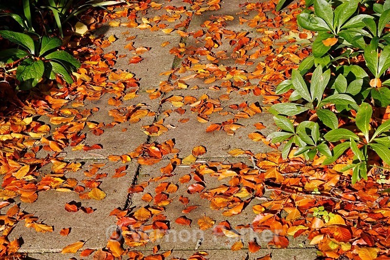 Autumn Leaves - Backgrounds
