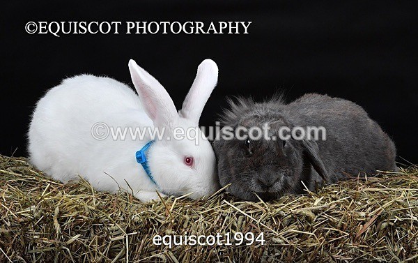 equiscot1994 - GIZMO & OSCAR
